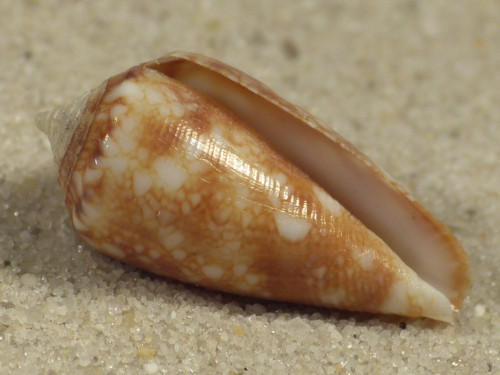 Conus barbieri PH 1,9cm *Unikat*