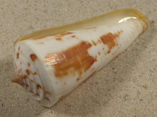 Conus tribblei PH 7,8cm *unique*