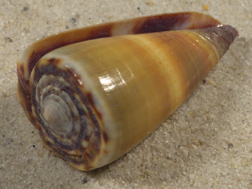 Conus sugillatus PH 4,0cm *unique*