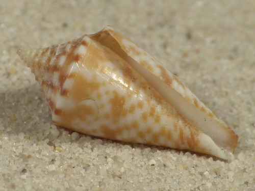 Conasprella nereis PH 2,1cm *Unikat*