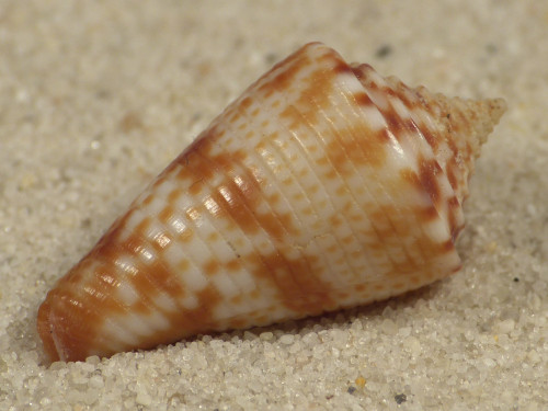 Conasprella nereis PH 2,4cm *Unikat*