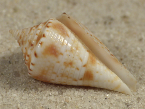 Conasprella memiae PH 2,4cm *Unikat*