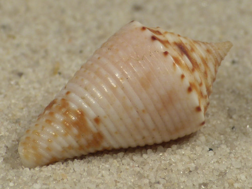 Conasprella memiae PH 2,3cm *unique*