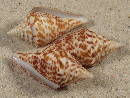 Conus praecellens PH 3,5+cm