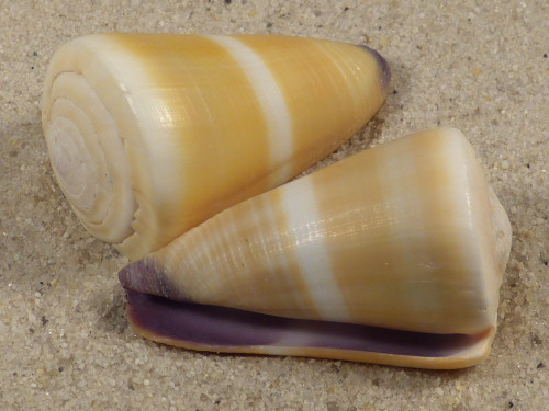 Conus flavidus PH 3,5+cm