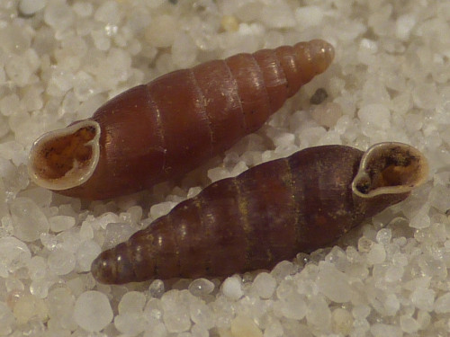 Clausilia rugosa parvula BE 0,7+cm