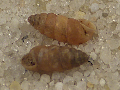 Granopupa granum ES 0,4cm