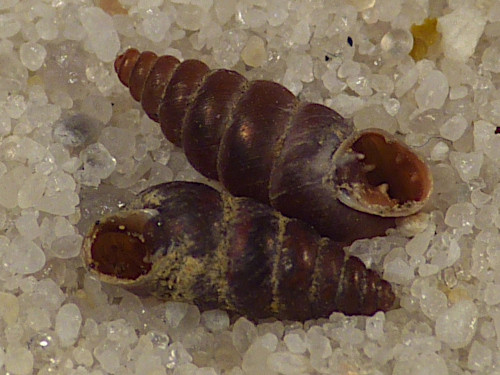 Chondrina farinesii massotiana ES 0,5cm