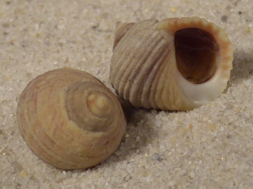 Littorina saxatilis m/O ES-Atlantik 1,3+cm