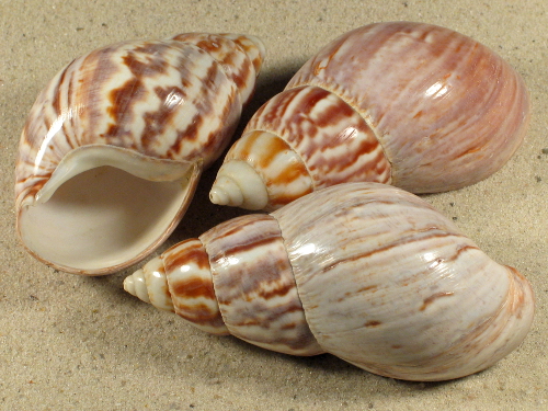 2,0-2,4 - Achatina fulica poliert