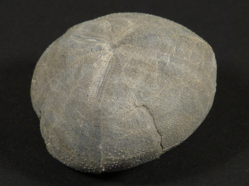 Micraster brevis Cretaceous ES 3,6cm *unique*