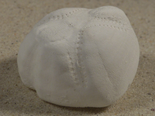 Echinocardium mediterraneum ES-Mittelmeer 4cm *Unikat*