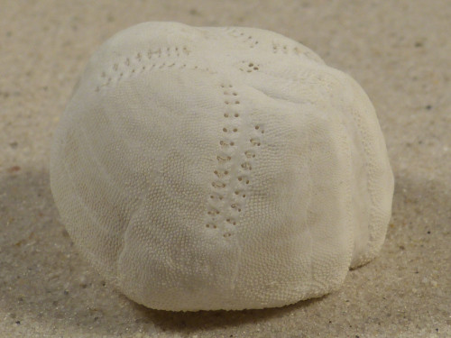 Echinocardium mediterraneum FR-Mittelmeer 3,9cm *Unikat*