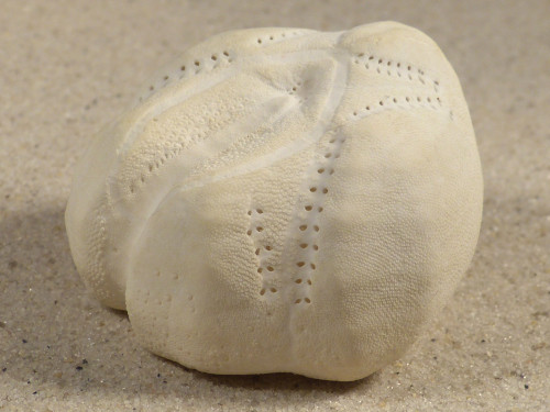 Echinocardium cordatum FR-rmelkanal 4,6cm *Unikat*