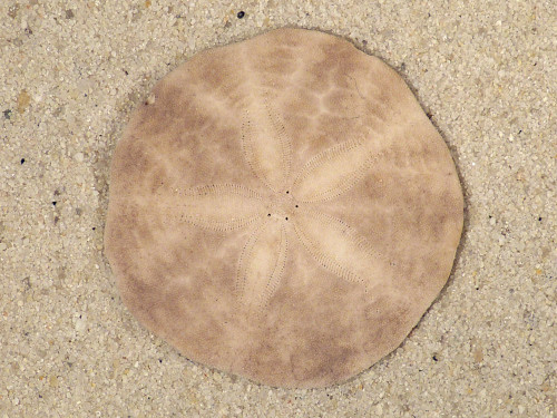Echinarachnius parma CA-Atlantic 3,5cm *unique*
