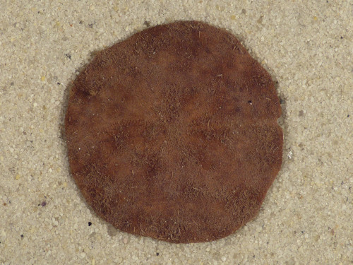 Echinarachnius parma CA-Atlantic 