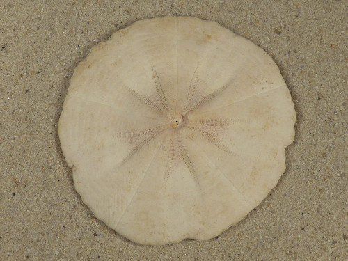 Arachnoides placenta PH 6,1cm *unique*