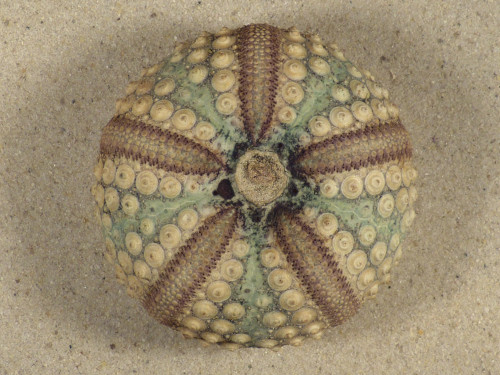Echinothrix calamaris PH 6,7cm *unique*