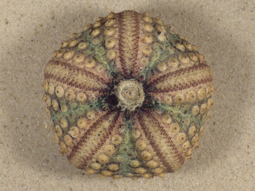Echinothrix calamaris PH 6,7cm *unique*