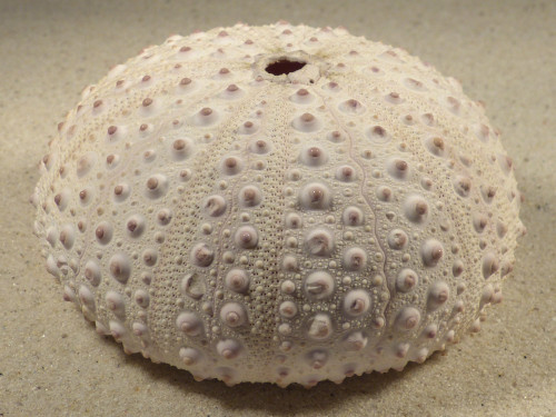Stomopneustes variolaris MG 9,5cm *unique*