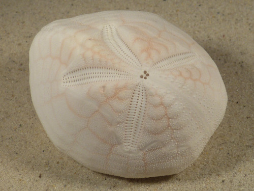 Metalia spatagus *rosa* PH 7,8cm *Unikat*