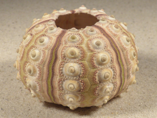 Prionocidaris baculosa PH 6,4cm *unique*