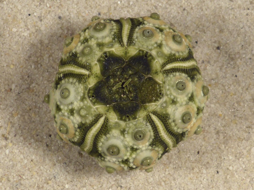 Plococidaris verticillata PH 3,0cm *unique*