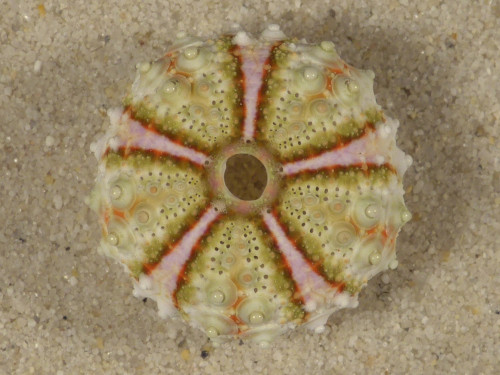 Coelopleurus maculatus PH 2,3cm *unique*