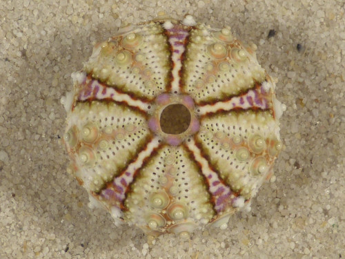 Coelopleurus maculatus PH 2,4cm *unique*