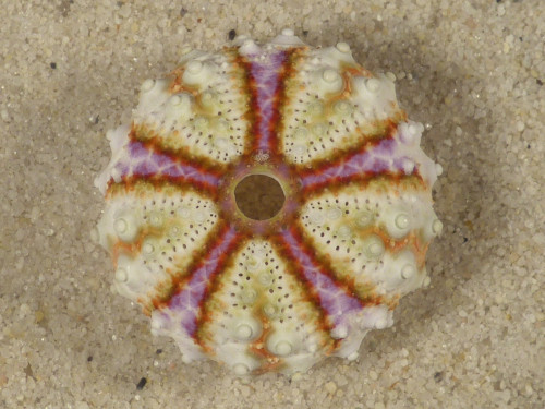 Coelopleurus maculatus PH 2,4cm *Unikat*