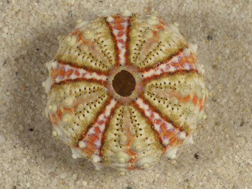 Coelopleurus maculatus PH 2,4cm *unique*