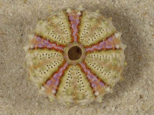 Coelopleurus maculatus PH 2,4cm *unique*