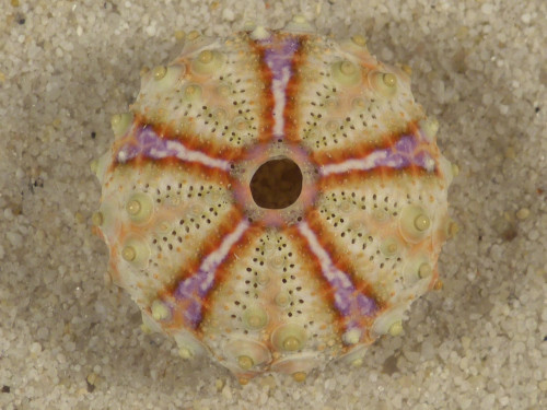 Coelopleurus maculatus PH 2,4cm *Unikat*