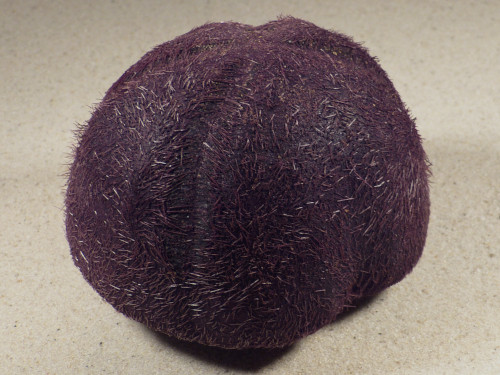 Plesiozonus diomedeae m/Stacheln PH 9,6cm *Unikat*