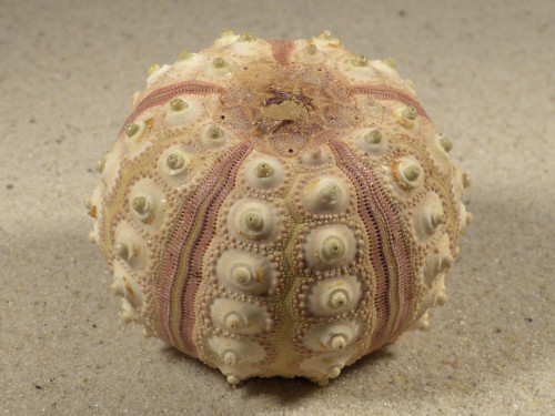 Prionocidaris baculosa *komplett* PH 5,9cm *Unikat*