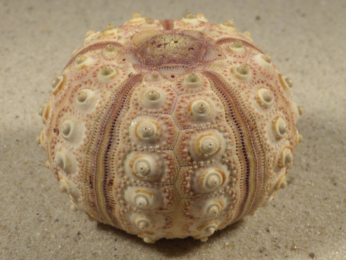 Prionocidaris baculosa *komplett* PH 5,7cm *Unikat*