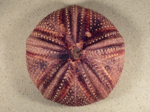Astropyga radiata PH 13cm *Unikat*