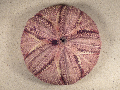 Astropyga radiata PH 13,9cm *unique*