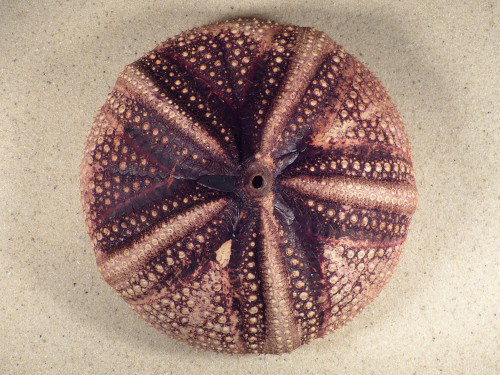 Astropyga radiata PH 14,4cm *unique*