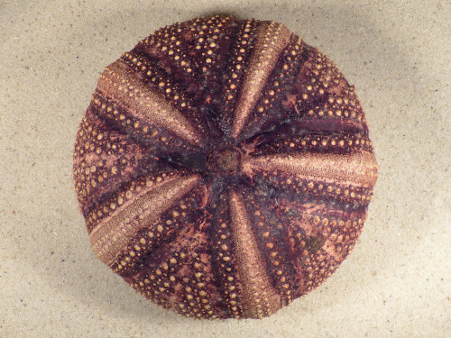 Astropyga radiata PH 13,8cm *Unikat*