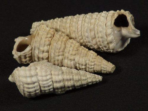 Tympanotonus semicoronatus Eocene FR 2,3+cm