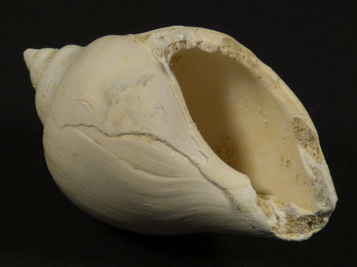 Sycostoma bulbiforme Eozn FR 3,9cm *Unikat*