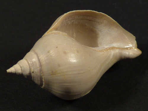 Sycostoma bulbiforme Eozn FR 3,3cm *Unikat*