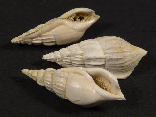 Rimella fissurella Eozn FR 1,6+cm