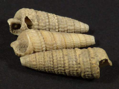 Potamides cinctus Eozn FR 1,3+cm