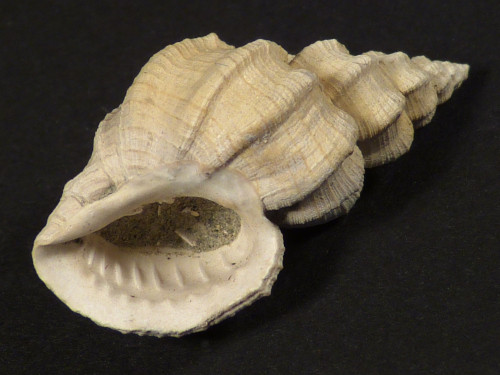 Sveltia varicosa Pliozn IT 3cm *Unikat*