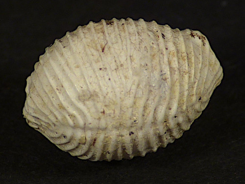 Trivia burdigalensis Miozn FR 0,9cm *Unikat*