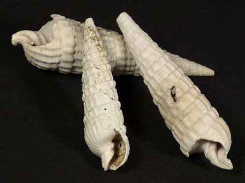 Terebra dislocata Pliozn US 2,9+cm