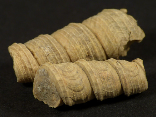 Turritella trempina Palozn ES 1+cm