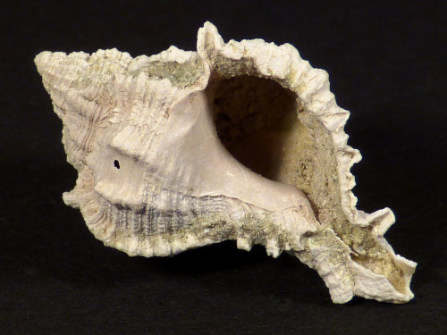 Phyllonotus pomum Pliozn US 2,9cm *unique*